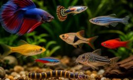 10 Best Aquarium Fish for Absolute Beginners