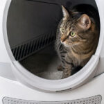 10 Best Automatic Litter Boxes That Actually Work