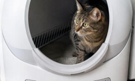 10 Best Automatic Litter Boxes That Actually Work