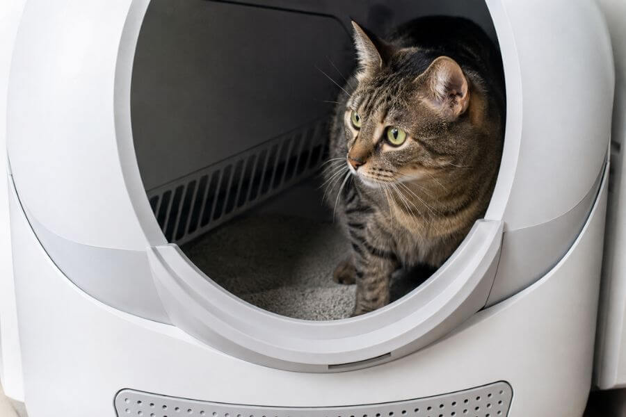 Read more about the article 10 Best Automatic Litter Boxes That Actually Work
