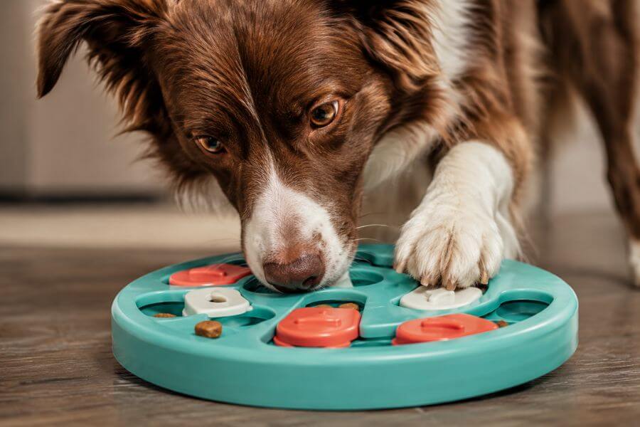 Read more about the article 10 Best Interactive Toys to Keep Your Dog Mentally Stimulated