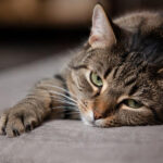 10 Biggest Signs Your Cat Is Actually Sick