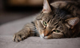 10 Biggest Signs Your Cat Is Actually Sick