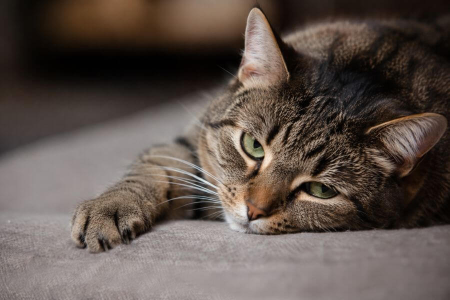 Read more about the article 10 Biggest Signs Your Cat Is Actually Sick
