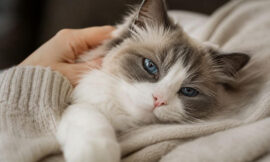 10 Most Affectionate Cat Breeds That Love to Cuddle