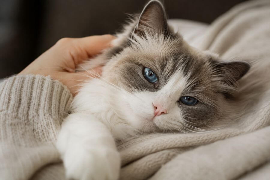 Read more about the article 10 Most Affectionate Cat Breeds That Love to Cuddle