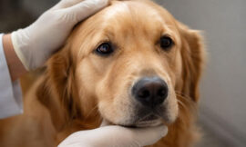10 Most Common Dog Health Problems (And How to Prevent Them)