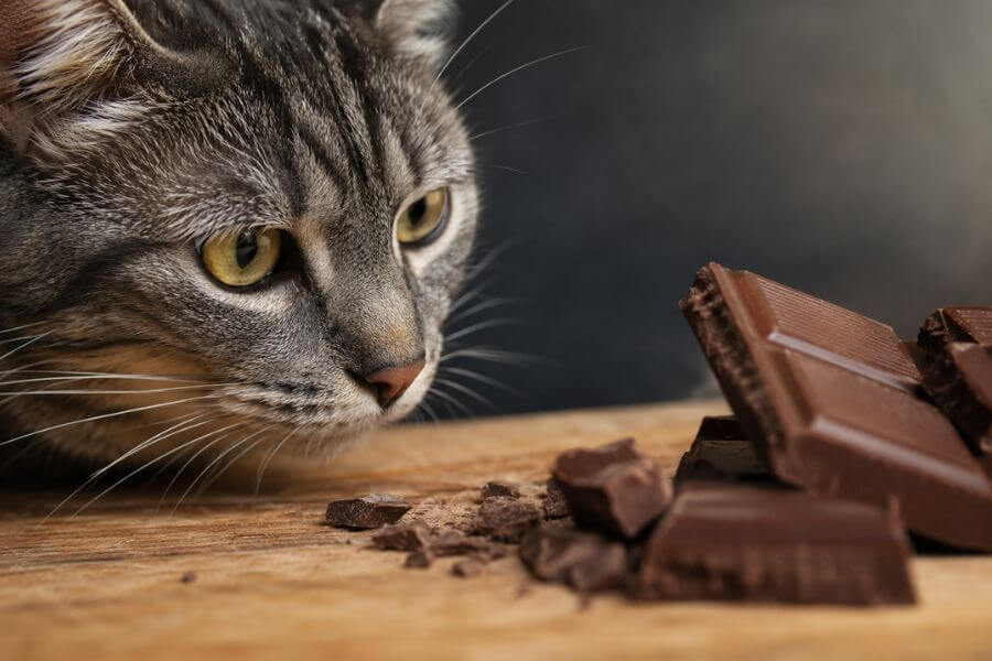 Read more about the article 10 Most Dangerous Foods You Should Never Feed Your Cat