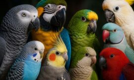 10 Most Trainable Parrots You Can Keep as a Pet