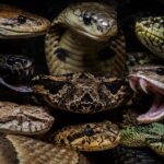 10 Most Venomous Snakes People Actually Keep as Pets