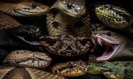 10 Most Venomous Snakes People Actually Keep as Pets