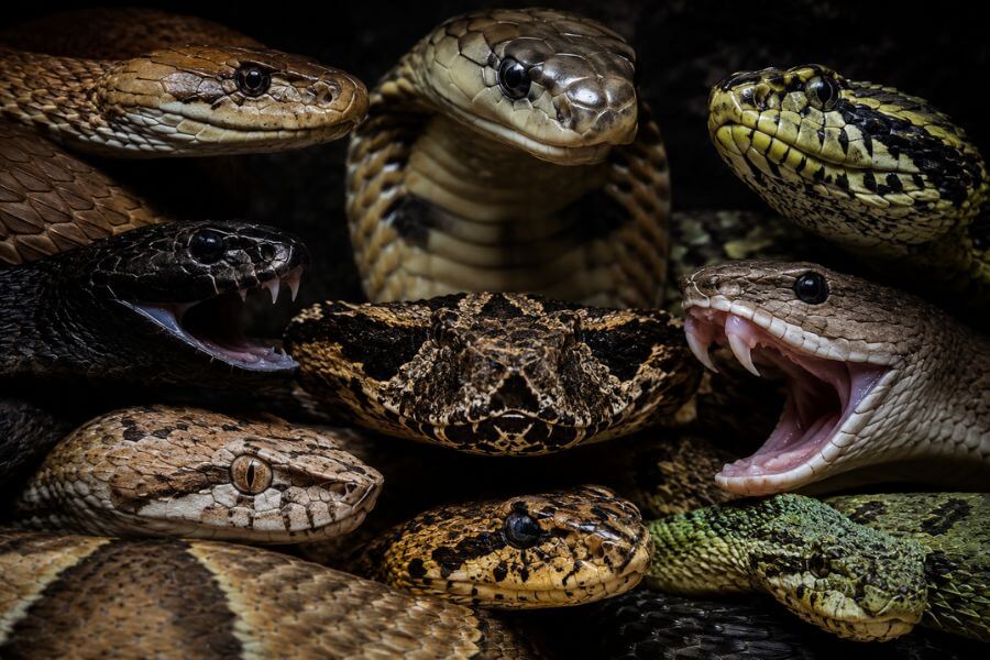 Read more about the article 10 Most Venomous Snakes People Actually Keep as Pets