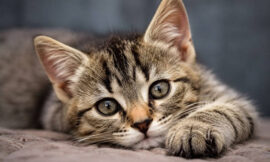 10 Worst Mistakes New Cat Owners Make