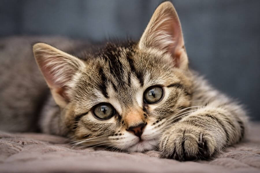Read more about the article 10 Worst Mistakes New Cat Owners Make