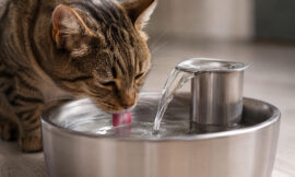 10 Best Automatic Water Fountains With Triple-Filtration for Cats