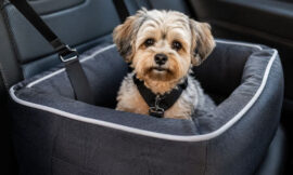 10 Best Crash-Tested Car Seats for Dogs Under 25 Pounds