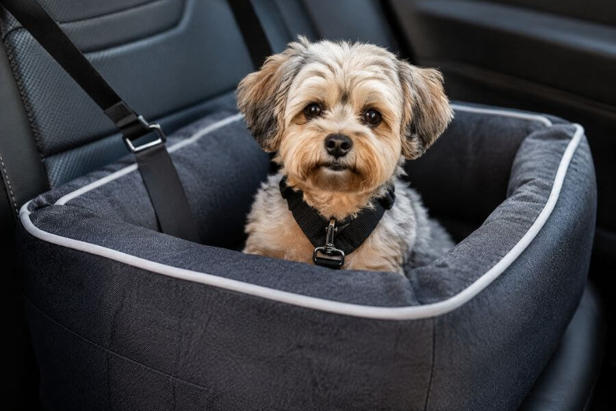 Read more about the article 10 Best Crash-Tested Car Seats for Dogs Under 25 Pounds