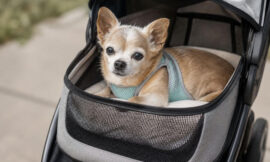 10 Best Dog Strollers for Senior, Injured, or Tiny Dogs in 2026