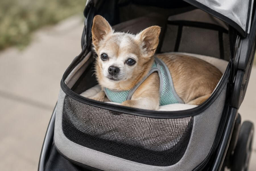 Read more about the article 10 Best Dog Strollers for Senior, Injured, or Tiny Dogs in 2026
