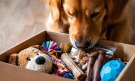 10 Best Dog Subscription Boxes That Are Actually Worth It in 2026