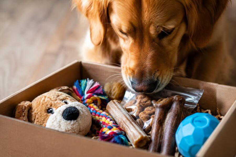 Read more about the article 10 Best Dog Subscription Boxes That Are Actually Worth It in 2026