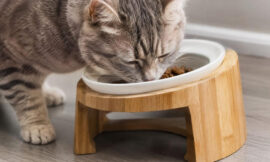10 Best Elevated Modern Food Bowls for Cats with Whisker Fatigue