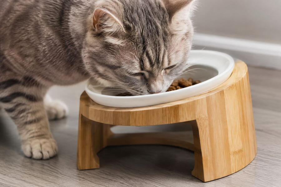 Read more about the article 10 Best Elevated Modern Food Bowls for Cats with Whisker Fatigue