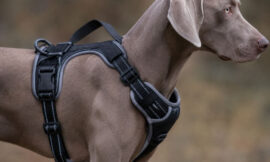 10 Best Escape-Proof Harnesses for Agile Deep-Chested Dogs