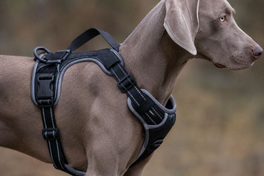 Read more about the article 10 Best Escape-Proof Harnesses for Agile Deep-Chested Dogs