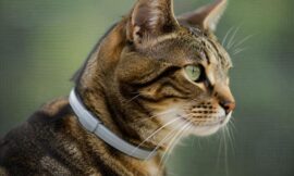 10 Best Flea Collars for Cats That Actually Work in 2026