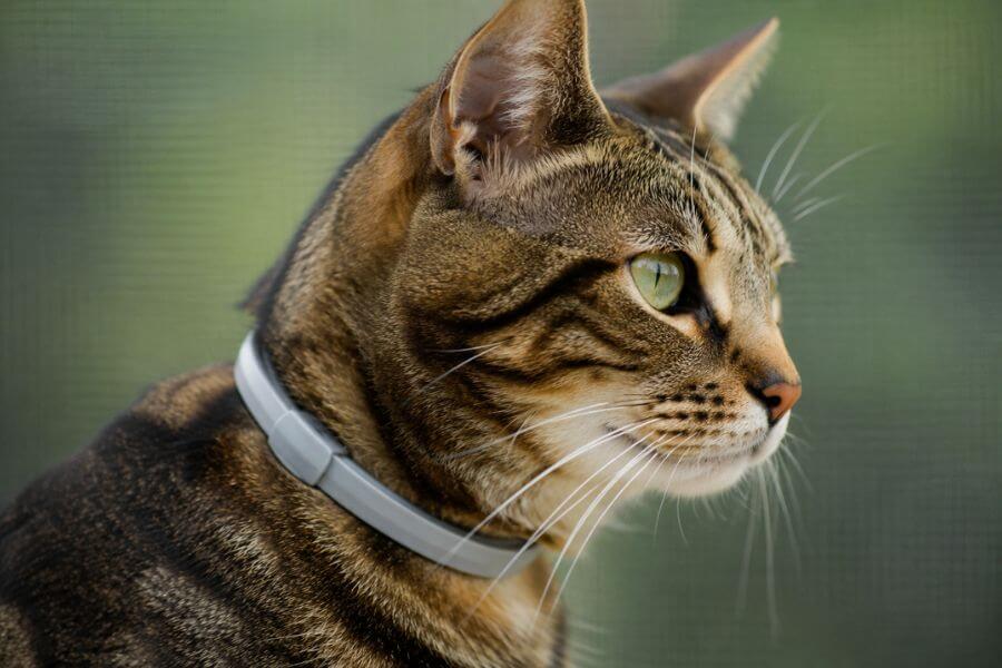 Read more about the article 10 Best Flea Collars for Cats That Actually Work in 2026