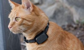 10 Best GPS Trackers for Escapologist Outdoor Cats