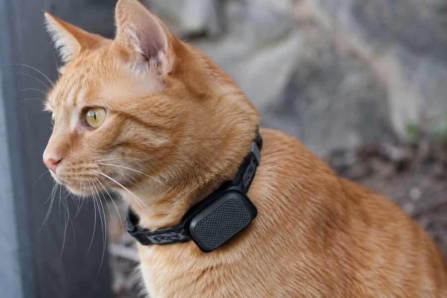 Read more about the article 10 Best GPS Trackers for Escapologist Outdoor Cats