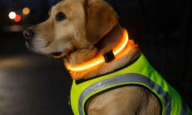 10 Best High-Visibility LED Collars and Safety Vests for Night Walking
