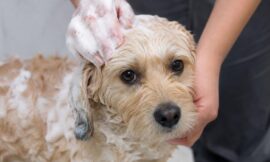 10 Best Hypoallergenic No-Rinse Foaming Shampoos for Sensitive Dog Skin