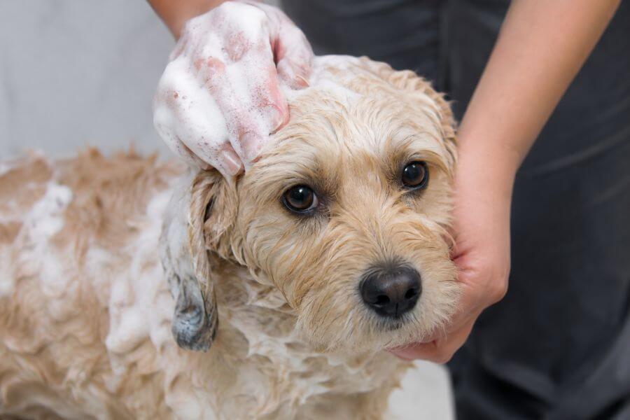 Read more about the article 10 Best Hypoallergenic No-Rinse Foaming Shampoos for Sensitive Dog Skin