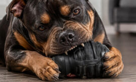 10 Best Indestructible Dog Toys for Aggressive Chewers