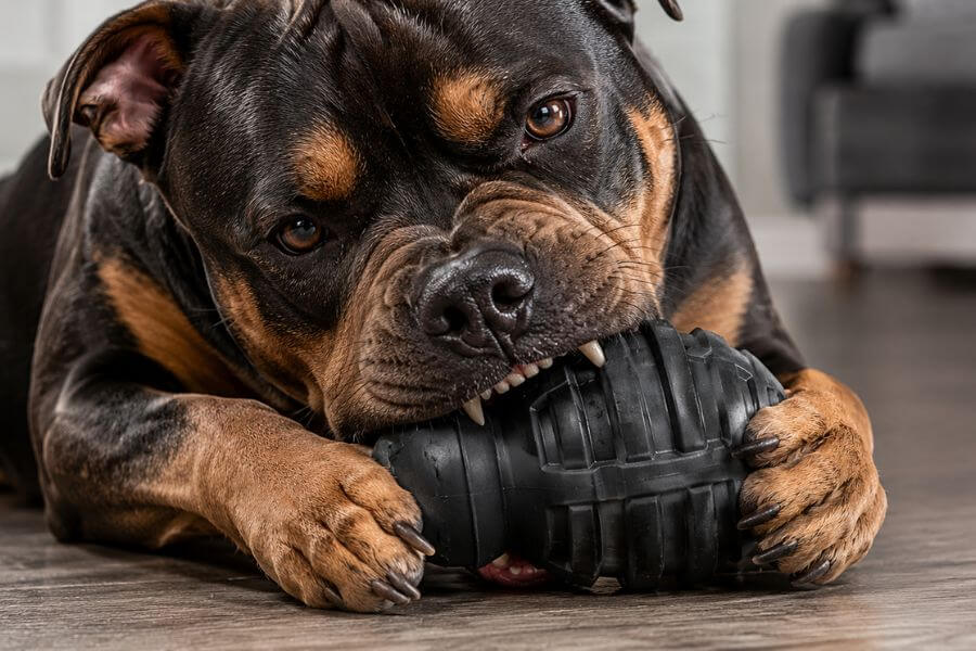 Read more about the article 10 Best Indestructible Dog Toys for Aggressive Chewers