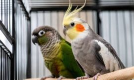 10 Best Indoor Bird Cages for Parrots and Cockatiels in 2026