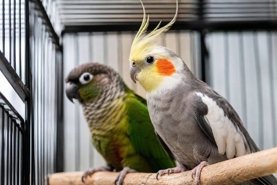 Read more about the article 10 Best Indoor Bird Cages for Parrots and Cockatiels in 2026