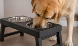 10 Best Orthopedic Raised Feeders for Large Breed Dogs (2026)
