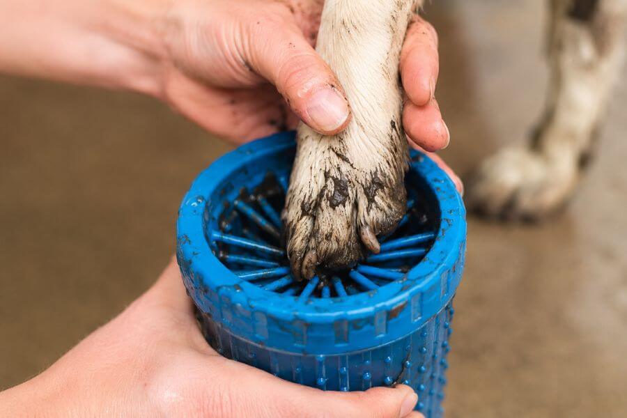 Read more about the article 10 Best Portable Paw Washers and No-Rinse Foams for Muddy Dogs