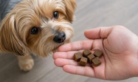 10 Best Probiotic Chews for Dogs with Sensitive Stomachs (2026)