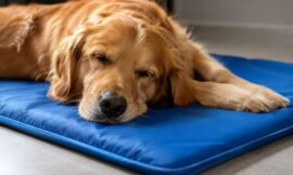 10 Best Self-Cooling Gel Mats for Dogs to Prevent Summer Overheating