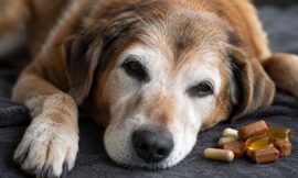 10 Best Senior Dog Supplements for Joint Health and Longevity