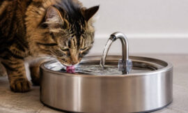 10 Best Silent Aerating Water Fountains for Sensitive Cats