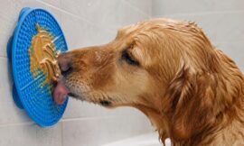 10 Best Slow-Feeder Lick Mats for Dogs During Bath Time and Grooming (2026)