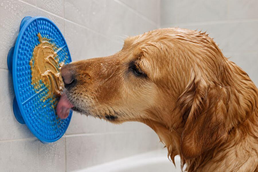 Read more about the article 10 Best Slow-Feeder Lick Mats for Dogs During Bath Time and Grooming (2026)