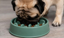 10 Best Slow Feeder Puzzle Bowls for Flat-Faced Breeds