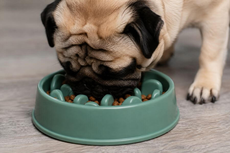 Read more about the article 10 Best Slow Feeder Puzzle Bowls for Flat-Faced Breeds